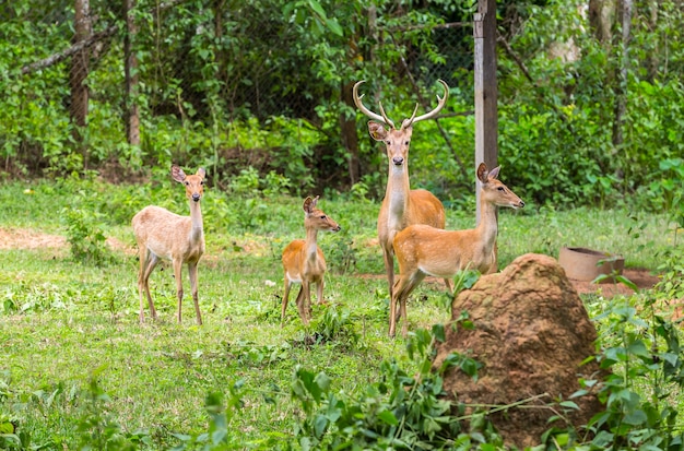 Cerf dans le zoo