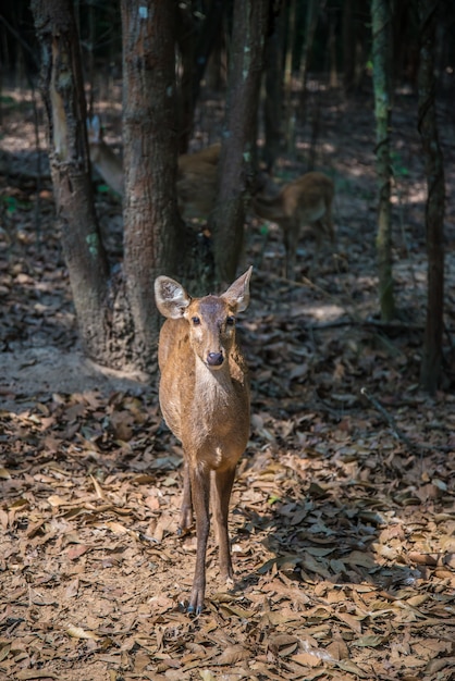 Cerf dans le zoo.