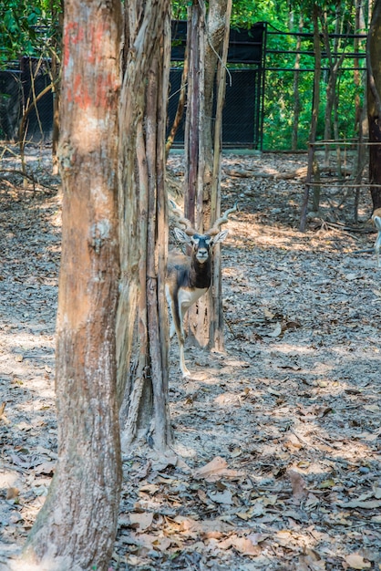 Cerf dans le zoo.