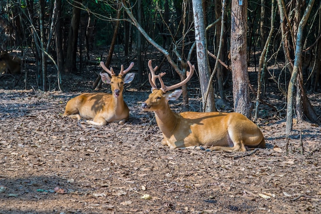 Cerf dans le zoo.