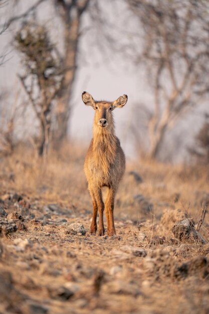 Un cerf debout sur le champ