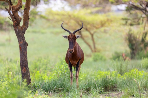 Un cerf debout sur le champ