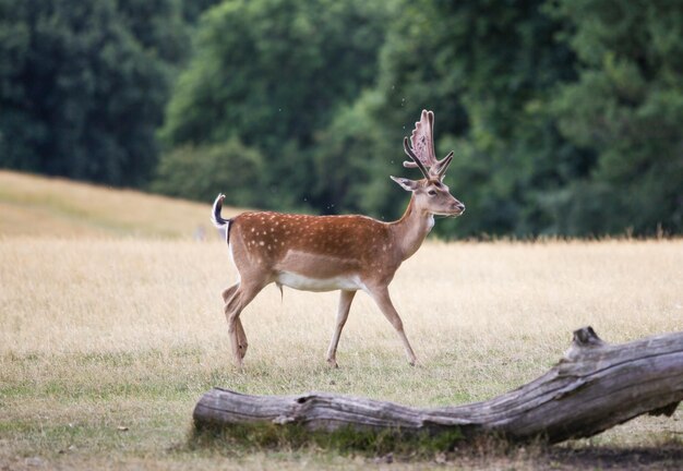 Photo un cerf debout sur le champ