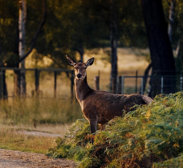 Photo un cerf debout sur un champ