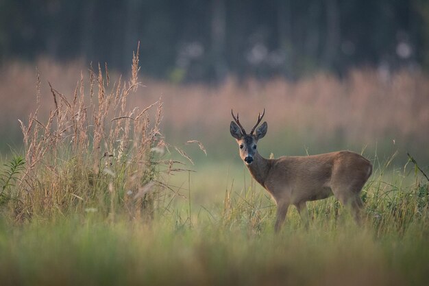 Un cerf debout sur le champ