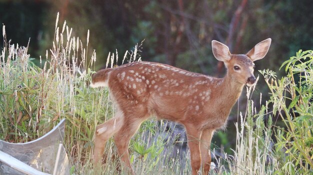 Photo un cerf debout dans un champ par une journée ensoleillée