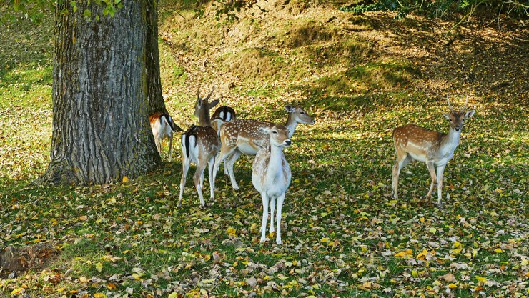 Photo un cerf debout dans un champ