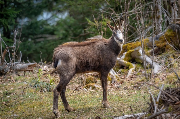 Un cerf debout dans un champ