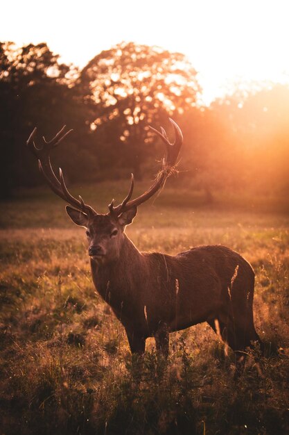 Photo un cerf debout dans un champ