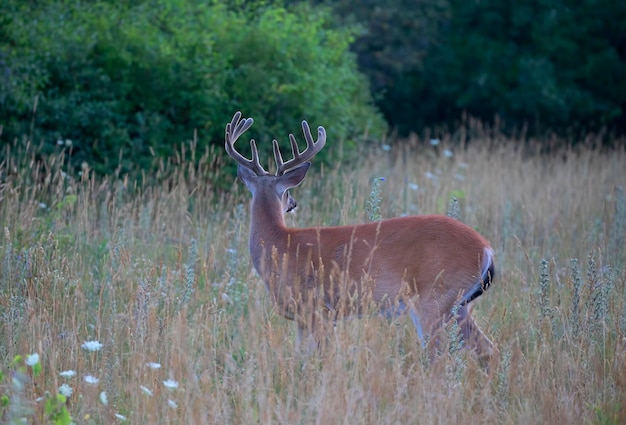 Photo un cerf debout dans un champ