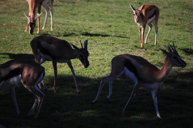 Photo un cerf debout dans un champ