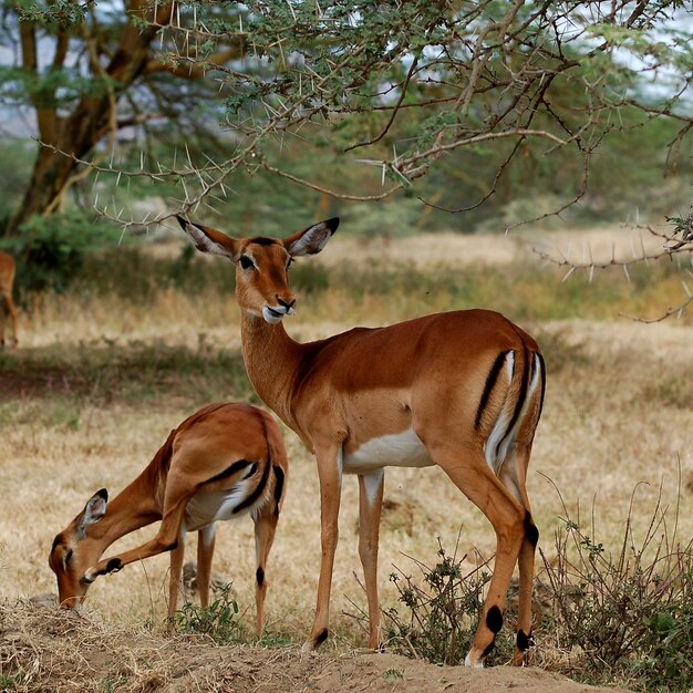 Un cerf debout près d'un arbre nu