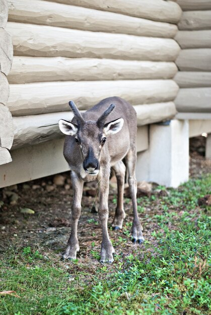 Le cerf debout près de la maison en rondins sur le terrain