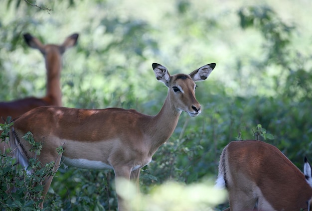 Photo un cerf debout sur une terre