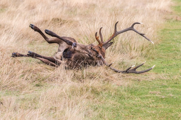 Le cerf du parc de Richmond