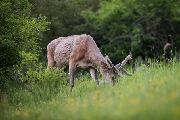 Cerf élaphe aux bois de velours broutant dans les pâturages en été