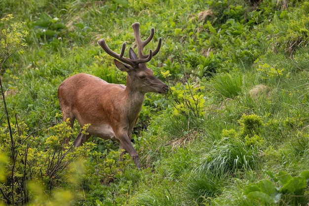 Cerf élaphe aux bois de velours marchant sur une pente verdoyante