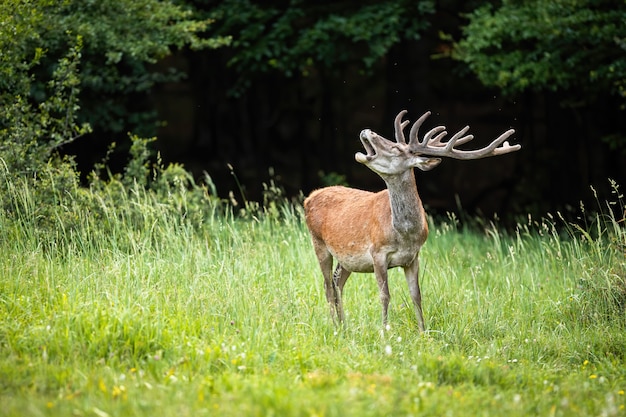 Cerf élaphe bâillant avec la bouche ouverte dans la nature verte.