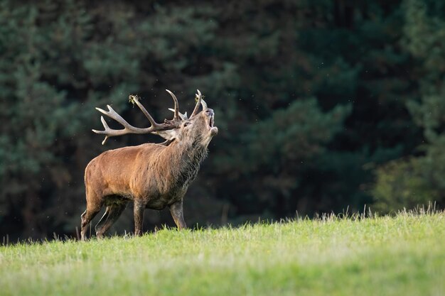 Cerf élaphe beuglant sur les prairies en automne avec espace de copie