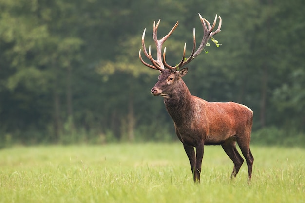 Photo cerf élaphe, cervus elaphus, cerf debout calmement sur le pré