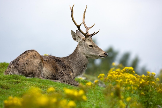 Cerf élaphe Cervus elaphus