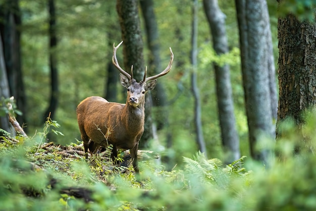 Cerf élaphe dans la forêt d'été avec fougère verte sur le terrain