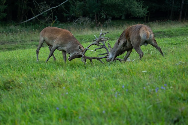 Cerf élaphe dans l'habitat naturel pendant le rut du cerf faune européenne