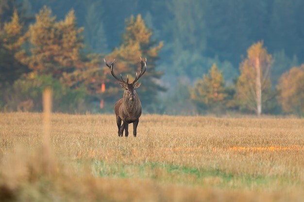 Cerf élaphe debout sur un champ de chaume tôt le matin et regardant autour avec espace de copie