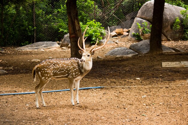 Cerf élaphe ensoleillée cervus elaphus stag avec de nouveaux bois de plus en plus nature insummer