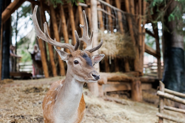 Cerf élaphe face à la caméra dans la nature estivale Animal sauvage à fourrure brune observant dans la forêt