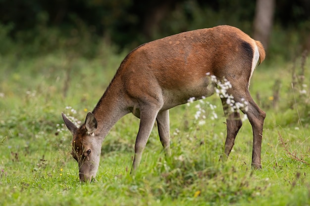 Cerf élaphe femelle paissant sur le pré dans la nature d'automne