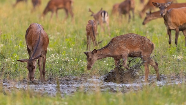 Cerf élaphe ludique éclaboussant de boue avec un sabot en été chaud