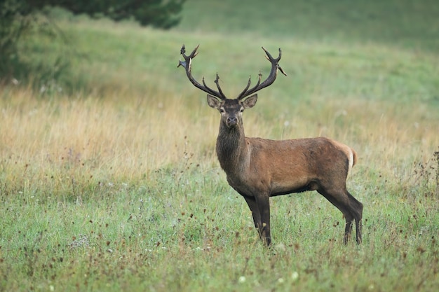 Cerf élaphe mâle observant sur un pré avec de l'herbe sèche jaune tôt le matin