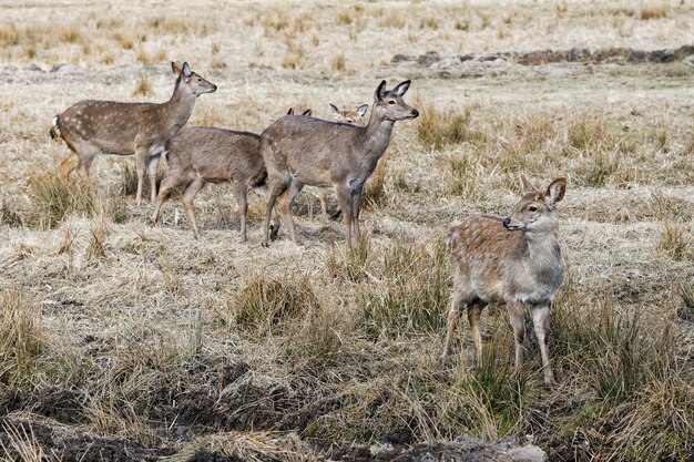 Photo cerf élaphe maral de l'altaï cervus elaphus sibiricus