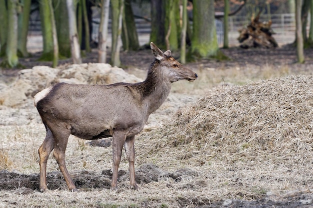 Photo cerf élaphe maral de l'altaï cervus elaphus sibiricus