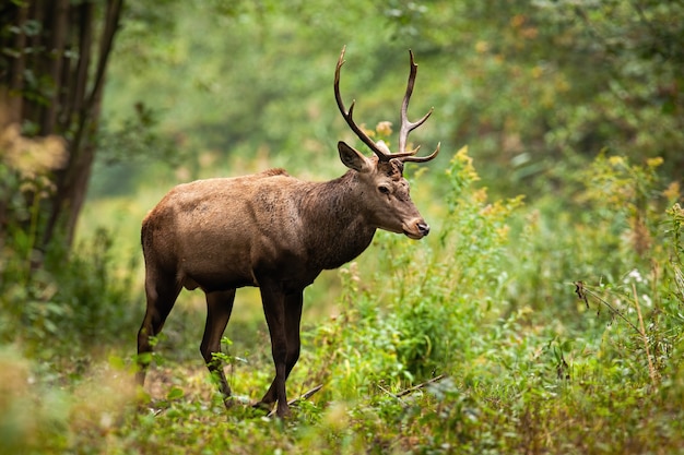 Cerf élaphe marchant dans la forêt riveraine dans la nature d'automne