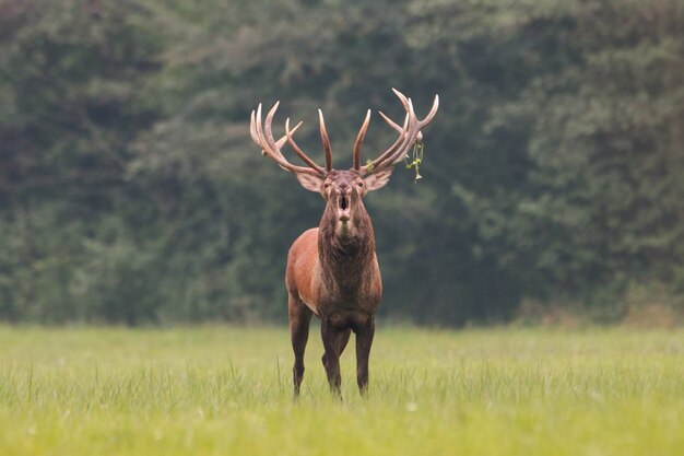 Cerf élaphe rugissant pendant la saison des amours