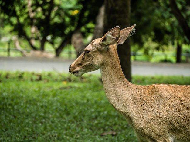 Cerf eldi ou cerf à gros bois Rucervus eldii thamin debout sur la pelouse