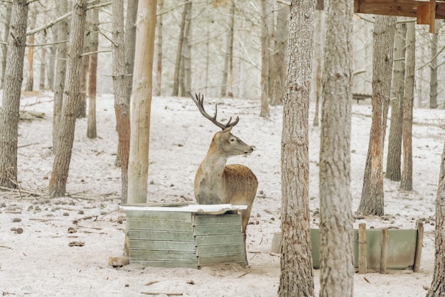 Un cerf est de l'eau potable dans la forêt