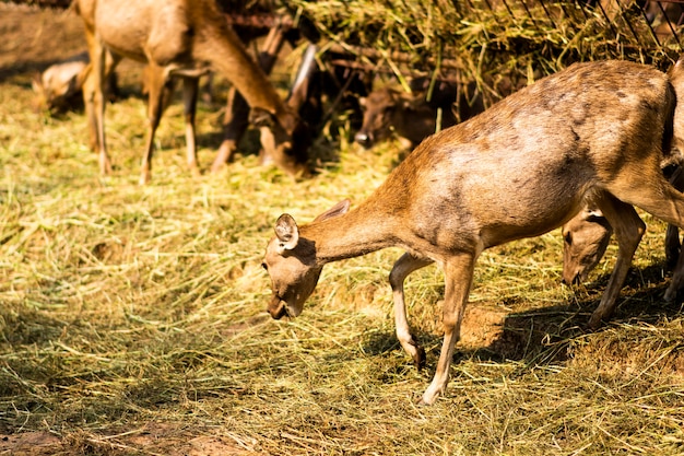 Le cerf était accroupi pour manger du foin par terre.