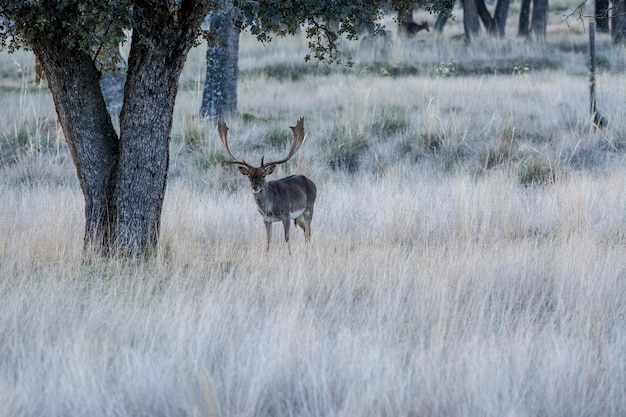 Cerf à l&#39;état sauvage