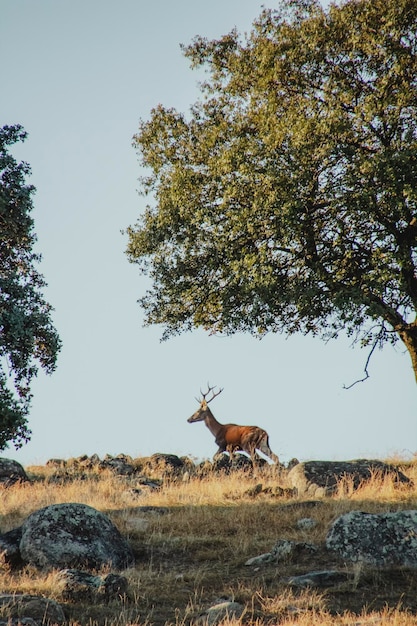 Photo un cerf à l'état sauvage