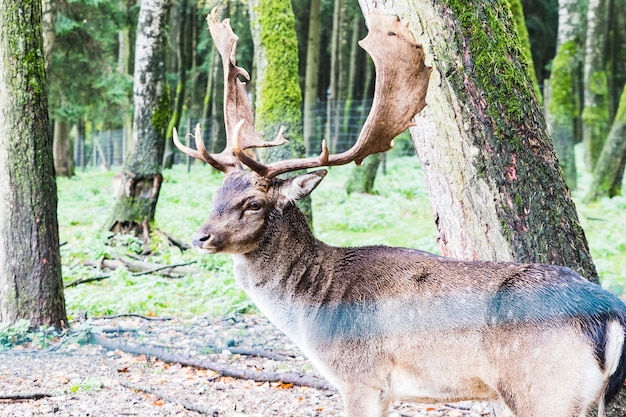 Photo cerf européen dans la forêt