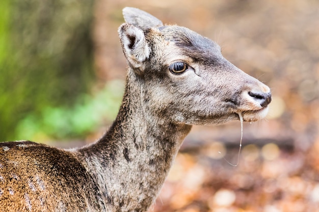 Cerf européen dans la forêt