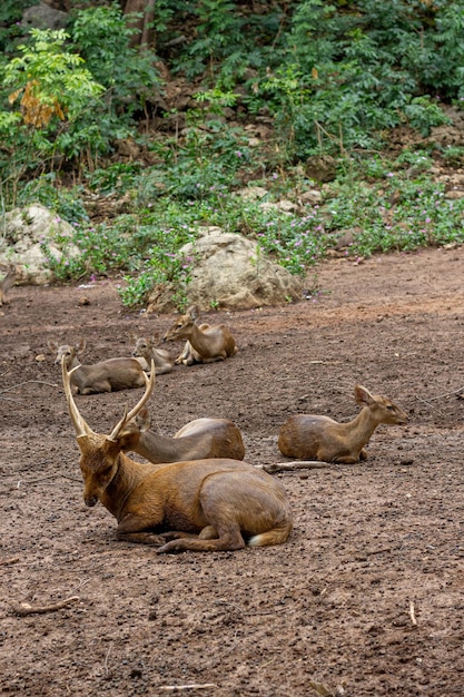 cerf de la famille dans la ferme Moment de détente le jour