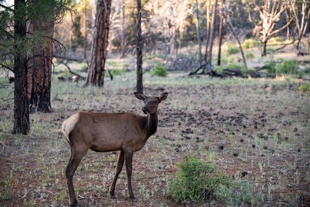 Cerf fauve, Bambi, capreolus. Jeunes œufs de queue blanche. Beau mâle de la faune.