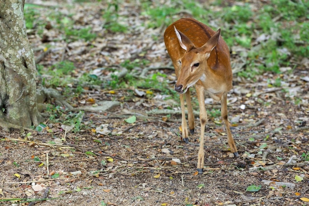 Le cerf femelle dans le jardin en thaïlande