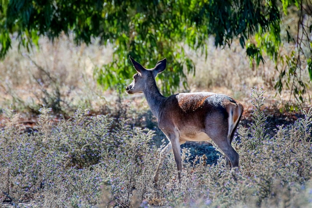 Cerf femelle dans le parc national.