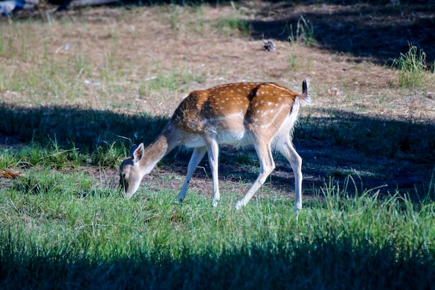 Cerf femelle dans le parc national.