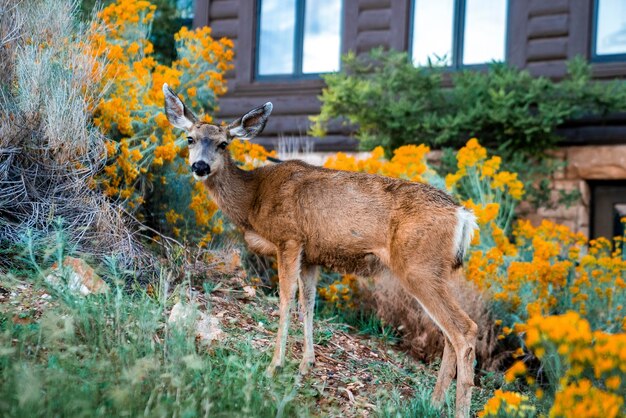 Cerf femelle debout sur un terrain herbeux en forêt